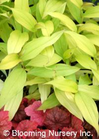 Tricyrtis formosana 'Gilty Pleasure'